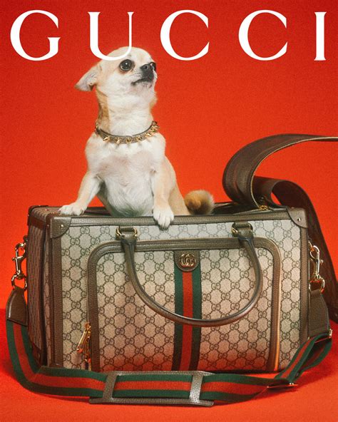 gucci dog food.